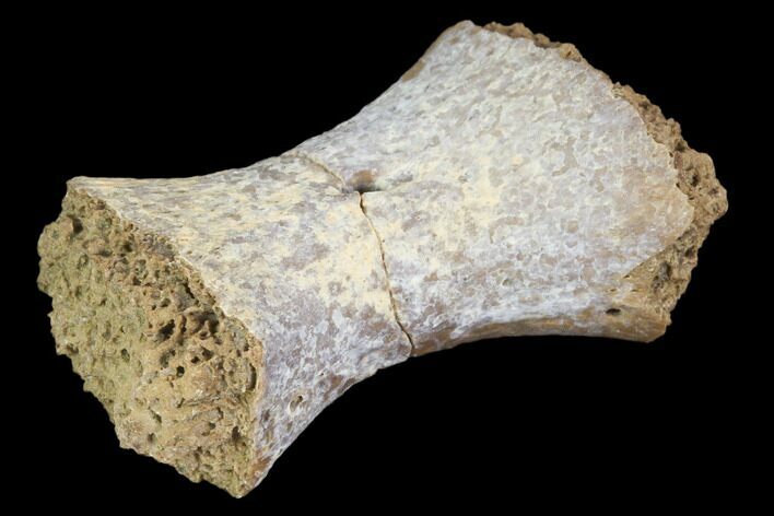 Fossil Phytosaur Toe Bone - Arizona #102443